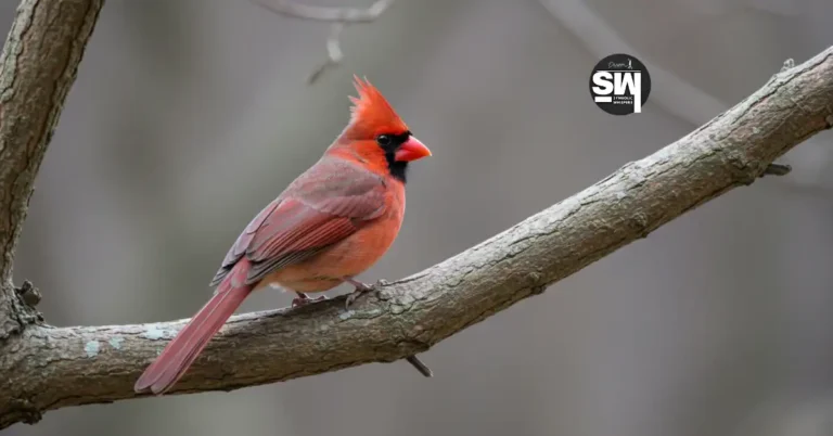 Spiritual Meaning of Cardinals: Unlocking the Mystical Messages of These Vibrant Birds 2 spiritual meaning of cardinals