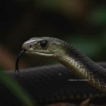 what is the biblical meaning of snakes in a dream